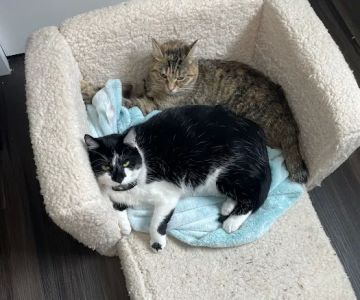 Randall Road Animal Hospital - South Elgin