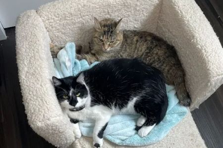 Randall Road Animal Hospital - South Elgin