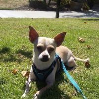 All-Star Animal Hospital ico