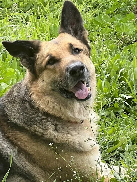 KC In-Home Pet Euthanasia 2