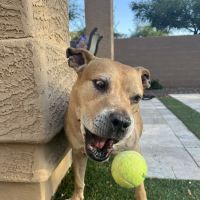 KC In-Home Pet Euthanasia ico