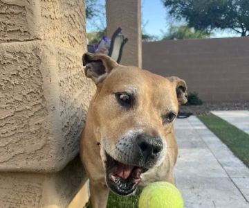 KC In-Home Pet Euthanasia
