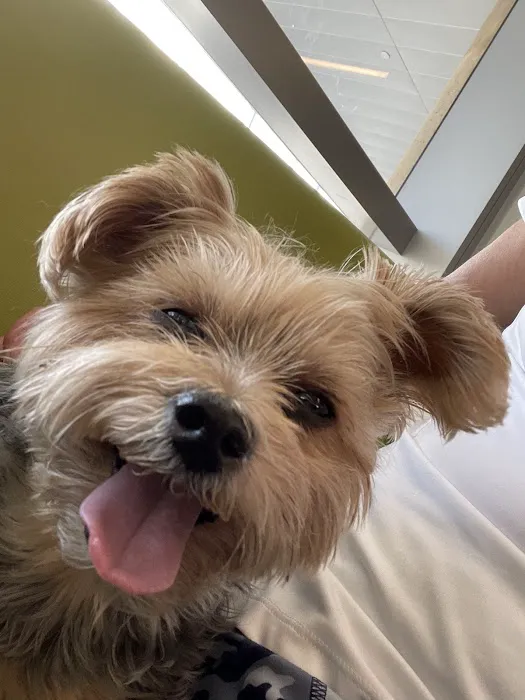KC In-Home Pet Euthanasia 9