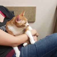 Lovet Pet Health Care - Goodyear ico