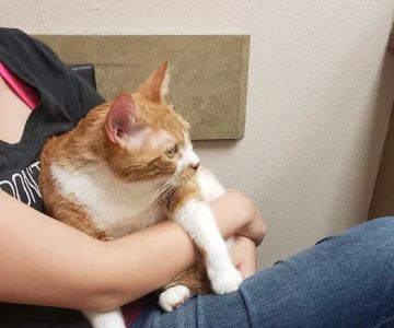 Lovet Pet Health Care - Goodyear