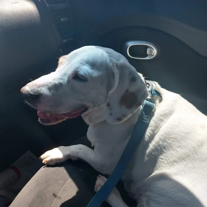 Lovet Pet Health Care - Goodyear 10