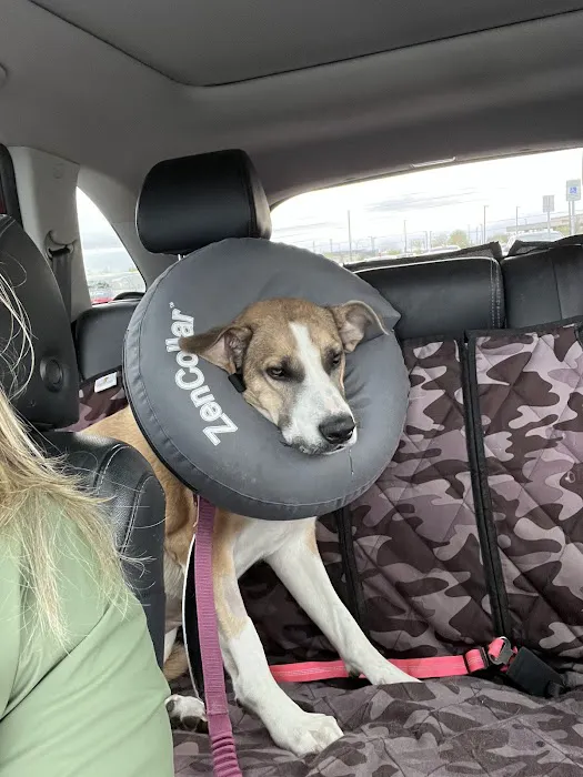 Lovet Pet Health Care - Goodyear 2