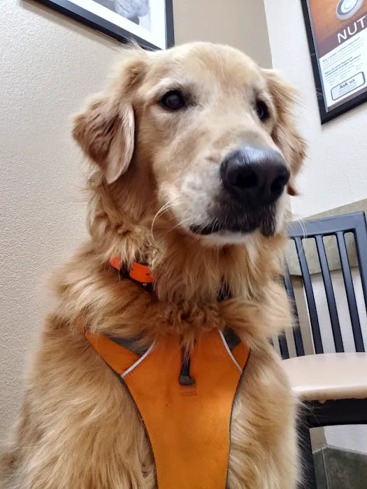 Lovet Pet Health Care - Goodyear 4