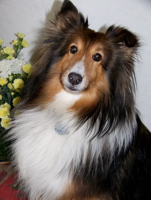 Legacy Animal Hospital 6