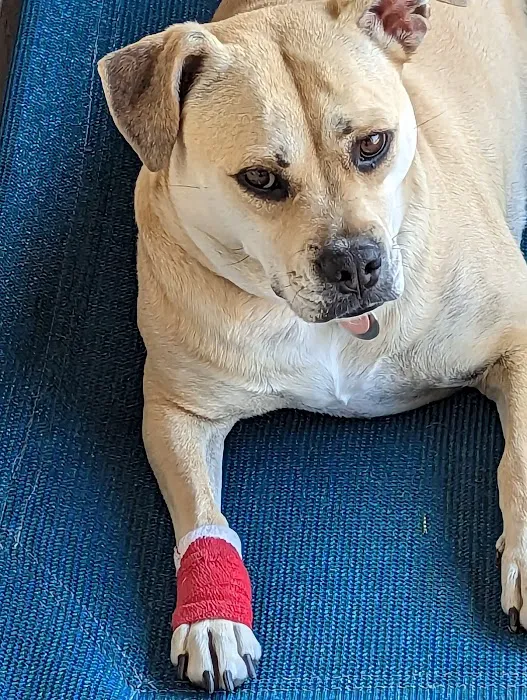 easyvet Veterinarian Goodyear 1