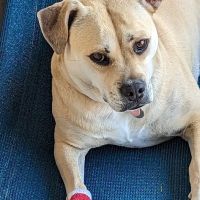 easyvet Veterinarian Goodyear ico