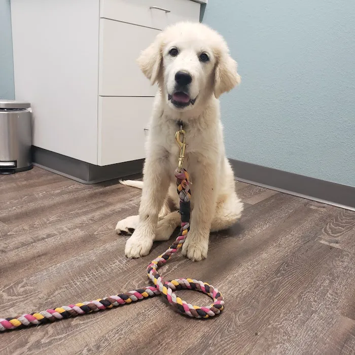 easyvet Veterinarian Goodyear 5