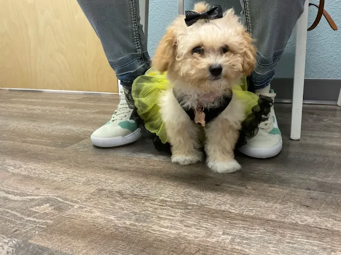easyvet Veterinarian Goodyear 7