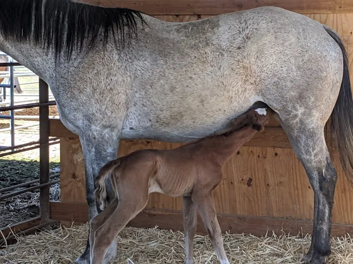 West Valley Equine Veterinary Services, LLC 9