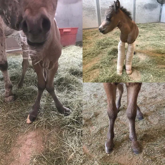 West Valley Equine Veterinary Services, LLC 6