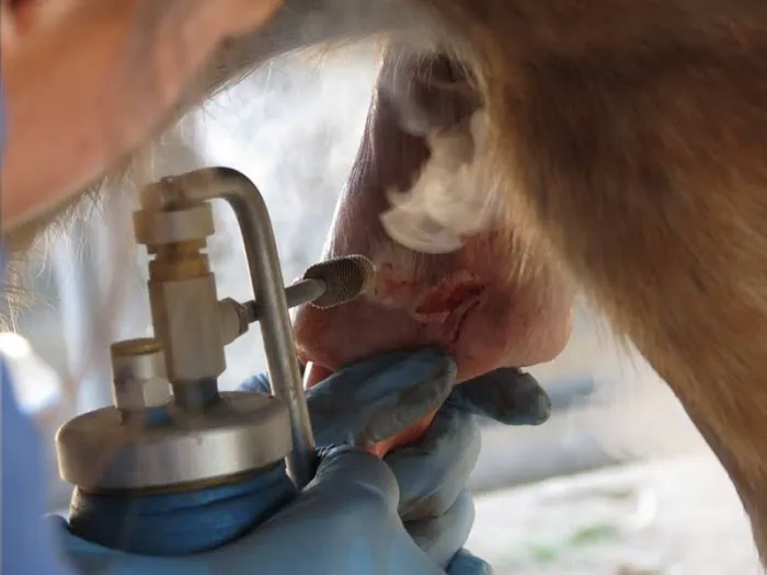 West Valley Equine Veterinary Services, LLC 5