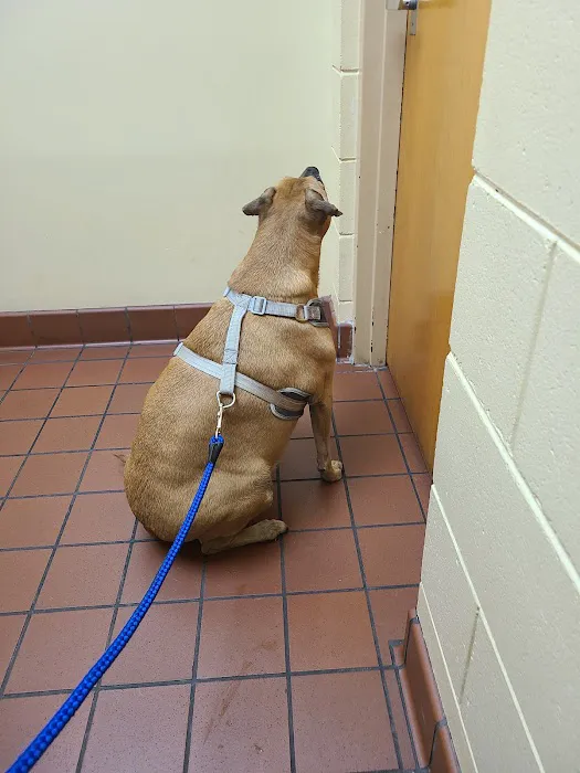 Singleton Avenue Animal Hospital 12