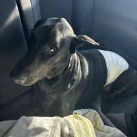 Hardee Animal Clinic ico