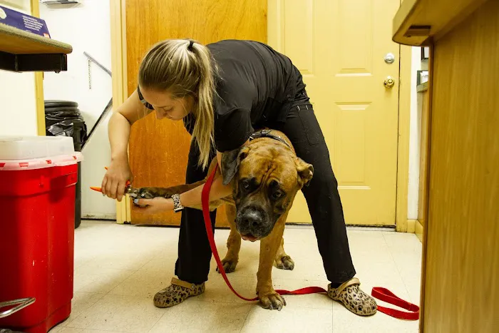 All Creatures Animal Hospital 9