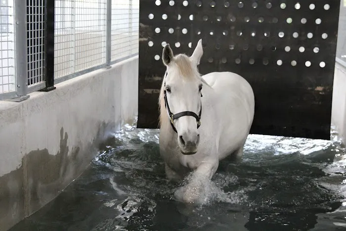 Steele Equine Veterinary Services & Performance Horse Center 12