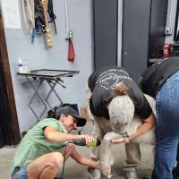 Steele Equine Veterinary Services & Performance Horse Center ico