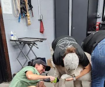 Steele Equine Veterinary Services & Performance Horse Center
