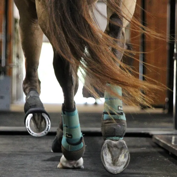 Steele Equine Veterinary Services & Performance Horse Center 12