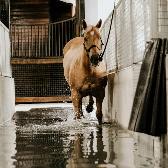 Steele Equine Veterinary Services & Performance Horse Center 12
