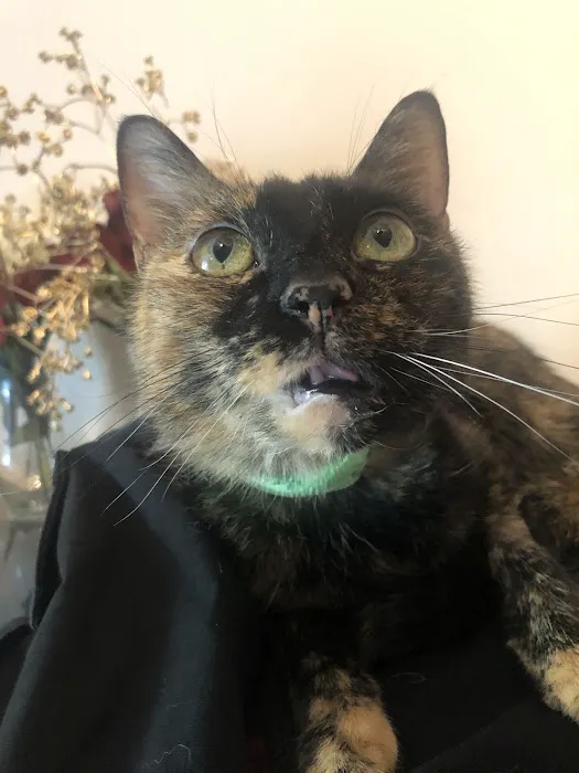 The Pet Dentist 12