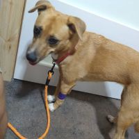 The Animal Clinic of Centralia ico
