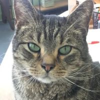 All Cats & Dogs Veterinary Clinic ico