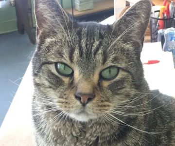 All Cats & Dogs Veterinary Clinic