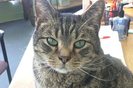 All Cats & Dogs Veterinary Clinic