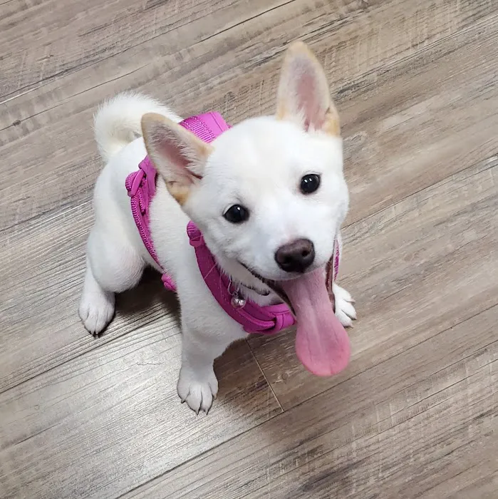Potomac Animal Wellness Services (PAWS) 4