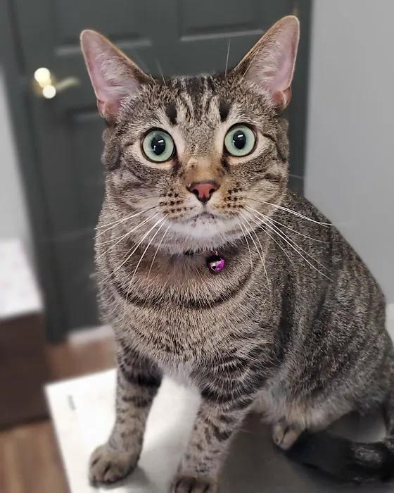 Potomac Animal Wellness Services (PAWS) 7