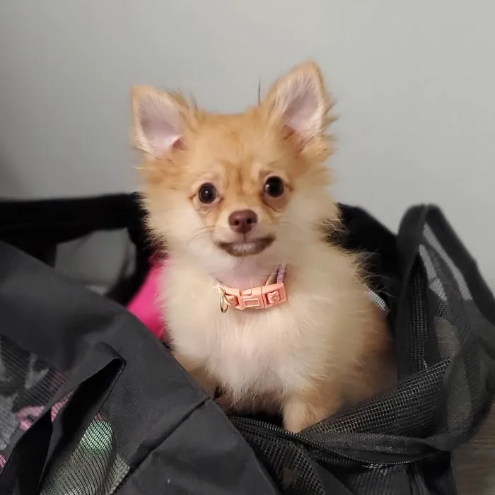Potomac Animal Wellness Services (PAWS) 10