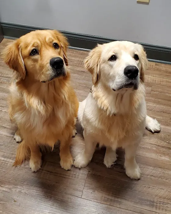 Potomac Animal Wellness Services (PAWS) 3
