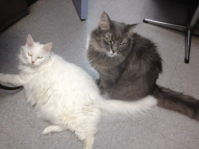 Heritage Animal Hospital 4