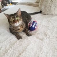 Heritage Animal Hospital ico