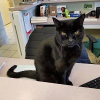 Sterling Park Animal Hospital ico