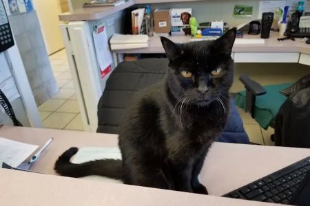 Sterling Park Animal Hospital