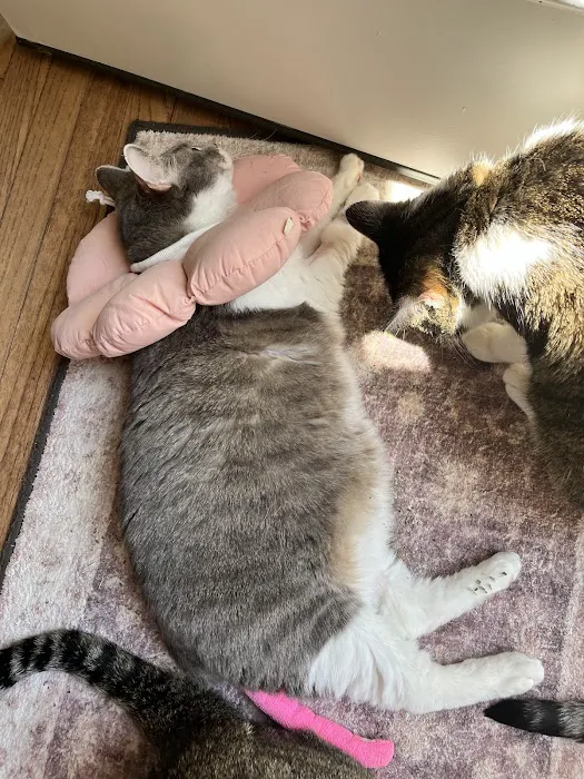 Sterling Park Animal Hospital 8