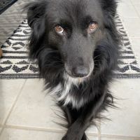 Fairfax Mobile Veterinary Services ico