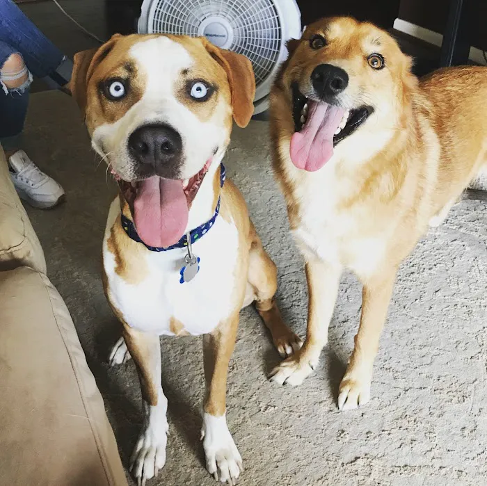 Cascades Pet Hospital 7