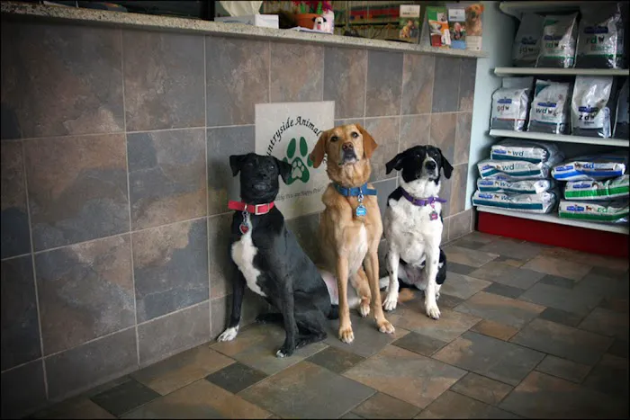 Countryside Animal Clinic 8
