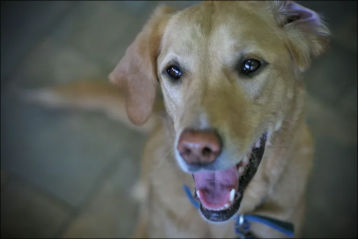 Countryside Animal Clinic 3