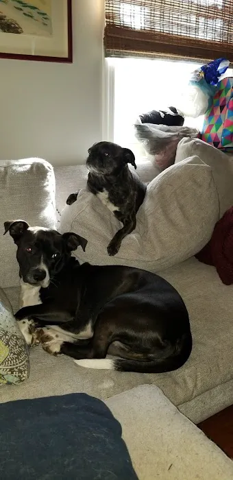 Southside Animal Hospital 1
