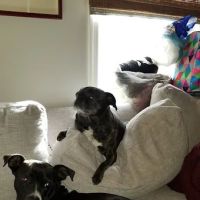 Southside Animal Hospital ico