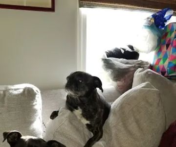 Southside Animal Hospital