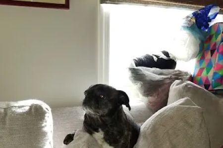 Southside Animal Hospital